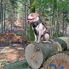 Staffordshire bull terrier Abbie