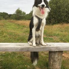 Border collie Penny