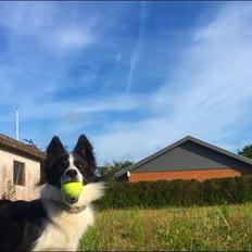 Border collie Penny