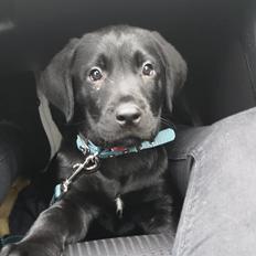 Labrador retriever Bubbi
