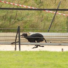 Whippet Coastwind Racing Amanda