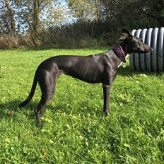 Whippet Coastwind Racing Amanda