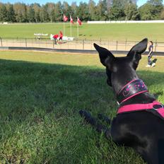 Whippet Coastwind Racing Amanda