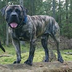 Perro de Presa Canario Diego - Qubera Recinto's Demon Hunter 