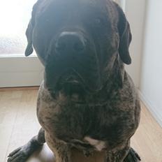 Perro de Presa Canario Diego - Qubera Recinto's Demon Hunter