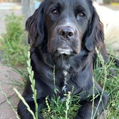 Blanding af racer Molly