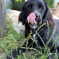 Blanding af racer Molly