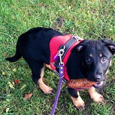 Blanding af racer Zika