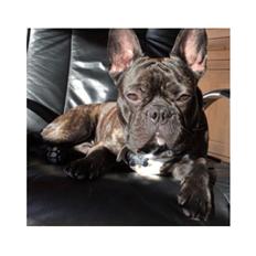 Fransk bulldog Cody
