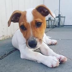 Jack russell terrier Nunu