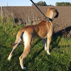 Perro de Presa Canario Crystal Fuerza Bull (Mina)