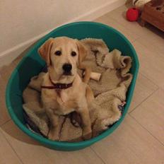 Blanding af racer Molly