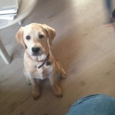 Blanding af racer Molly