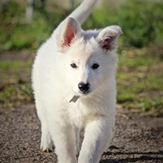 Hvid Schweizisk Hyrdehund Coco