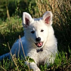 Hvid Schweizisk Hyrdehund Coco