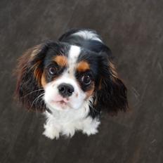 Cavalier king charles spaniel Malekits Turbo