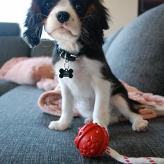 Cavalier king charles spaniel Malekits Turbo