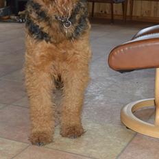 Airedale terrier Tor