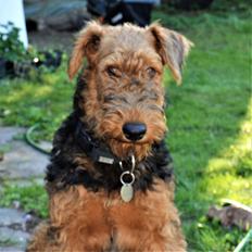 Airedale terrier Tor