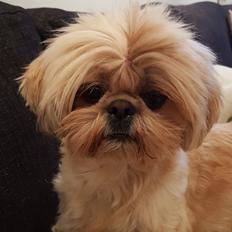 Shih tzu Fonvig's Phoebe