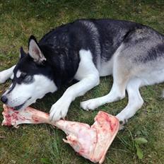 Blanding af racer Malle