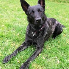 Hollandsk hyrdehund Zherlock - Kaldenavn Eddie 