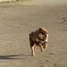 Finsk lapphund Lapinkaunis Shelby Maverick