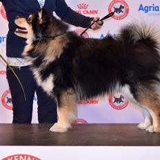 Finsk lapphund Eli