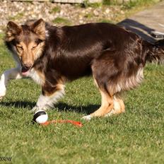 Border collie My forward BC Jill&Fønix Zoey