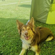 Border collie My forward BC Jill&Fønix Zoey