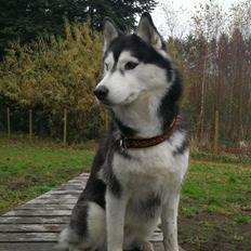 Siberian husky Sheena (Mesmocans Black Betty)