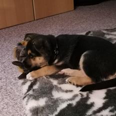 Blanding af racer Ellie