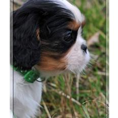 Cavalier king charles spaniel Min Cavalier Lotus