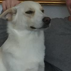 Siberian husky Ludvig