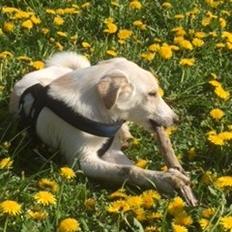 Siberian husky Ludvig