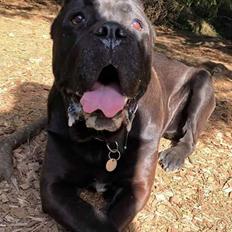 Cane corso Batman