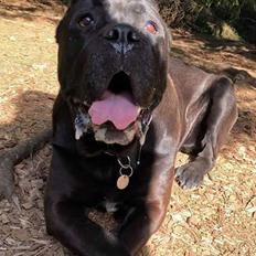 Cane corso Batman 