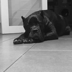Cane corso Batman