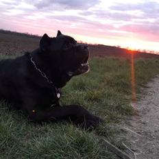 Cane corso Batman
