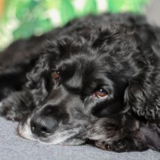 Cocker spaniel Koma