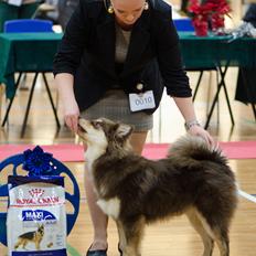 Finsk lapphund Lapinkaunis Shelby Maverick