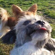 Lhasa apso Tulle *mors* 