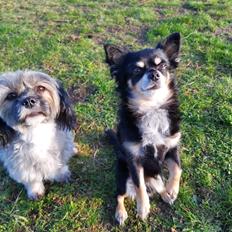 Lhasa apso Tulle *mors* 