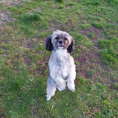 Lhasa apso Tulle *mors* 