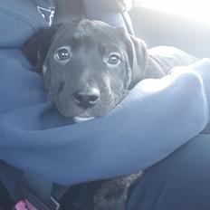 Blanding af racer Baloo