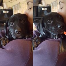 Blanding af racer Baloo