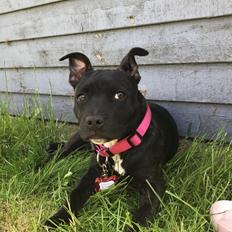 Staffordshire bull terrier Prada