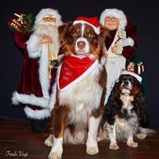 Australian shepherd Balou
