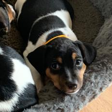 Dansk svensk gaardhund Emma