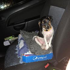 Dansk svensk gaardhund Emma